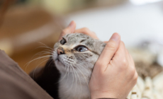 Cat’s Reaction to Owner’s Return After Three Days Says It All: ‘Missed Me’