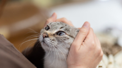 Cat’s Reaction to Owner’s Return After Three Days Says It All: ‘Missed Me’