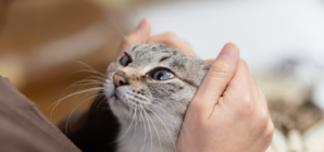 Cat’s Reaction to Owner’s Return After Three Days Says It All: ‘Missed Me’