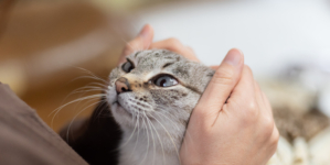 Cat’s Reaction to Owner’s Return After Three Days Says It All: ‘Missed Me’