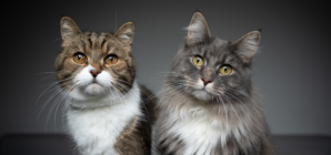 Hysterics As Cats Queue To Get on Mom’s Lap—’Estimated Wait Time 30-60 Min’