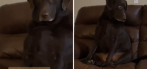 Lab’s Priceless Reaction When Puppy Gets Stairs to Couch: ‘Betrayed’