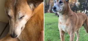 Shelter Dog Repeatedly Surrendered—Then DNA Test Reveals the Shocking Truth