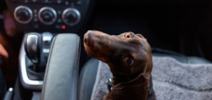 Dachshund Desperately Struggling To Stay Awake Delights: ‘FOMO’