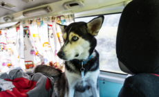 Woman Realizes She’s Driving Behind the Doggy Day Care Bus: ‘Life Is Sweet’