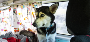 Woman Realizes She’s Driving Behind the Doggy Day Care Bus: ‘Life Is Sweet’