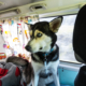 Woman Realizes She’s Driving Behind the Doggy Day Care Bus: ‘Life Is Sweet’