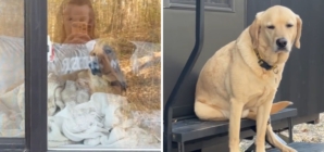 Owners Take Dog Camping Thinking He’d “Love It”—His Face Says Otherwise