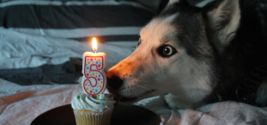 Rescue Dog Turns 15, Owners Decide To Do Something Unforgettable