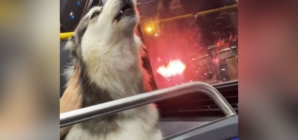 Bus Passengers in Stitches As Dog Can’t Stop Howling at Sirens