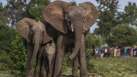 Booming Elephant Population Prompts Historic Move in Kenya