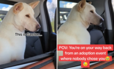 Tears at Dog’s Face As He Leaves Adoption Event Where ‘Nobody’ Chose Him