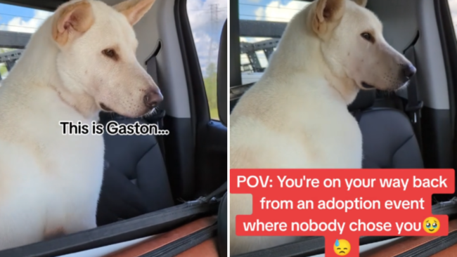 Tears at Dog’s Face As He Leaves Adoption Event Where ‘Nobody’ Chose Him