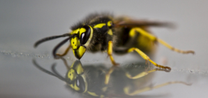 North Carolina Distributes Medication as Yellow Jackets Swarm After Helene