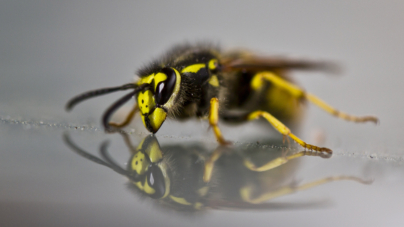 North Carolina Distributes Medication as Yellow Jackets Swarm After Helene
