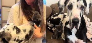 Great Dane Who Doesn’t Understand His Size Befriends Tiny Kitten: ‘Fate’