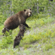 World Famous Grizzly Bear Killed in Wyoming Vehicle Strike