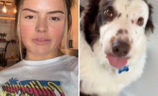 Woman Told Her Border Collie Has ‘Receded Hairline,’ Now She Can’t Unsee It