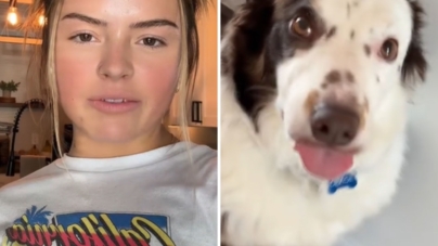 Woman Told Her Border Collie Has ‘Receded Hairline,’ Now She Can’t Unsee It