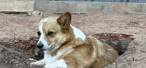 Corgi Sent to Day Care To Socialize Ends Up Judging ‘the Peasants’ Instead