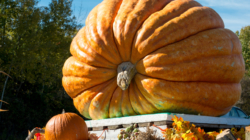 Watch Hysterical Moment Cop ‘Attacked’ by Out-of-Control Halloween Display