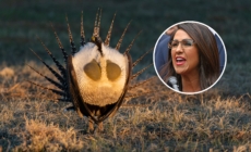 Lauren Boebert Slams Biden for Wanting to Use Land to Protect ‘Ugly’ Animal