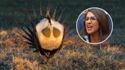 Lauren Boebert Slams Biden for Wanting to Use Land to Protect ‘Ugly’ Animal