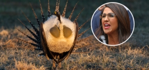 Lauren Boebert Slams Biden for Wanting to Use Land to Protect ‘Ugly’ Animal