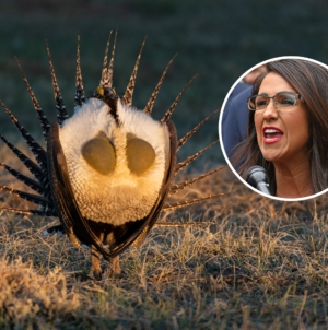 Lauren Boebert Slams Biden for Wanting to Use Land to Protect ‘Ugly’ Animal