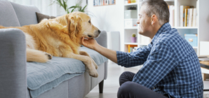 Watch Golden Retriever Slowly Realizing Owner Is Home: ‘Heart Explodes’