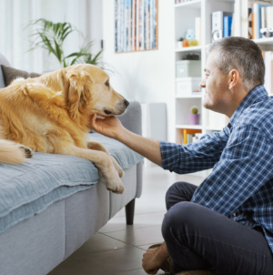 Watch Golden Retriever Slowly Realizing Owner Is Home: ‘Heart Explodes’