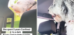 Watch as Puppy Mill Survivor Tastes ‘Freedom’ on First Car Ride