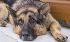 Delight at Veteran K-9 Dog’s ‘Tactical’ Way To Get Belly Rubs From Mom