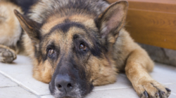 Delight at Veteran K-9 Dog’s ‘Tactical’ Way To Get Belly Rubs From Mom