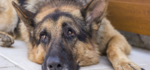 Delight at Veteran K-9 Dog’s ‘Tactical’ Way To Get Belly Rubs From Mom