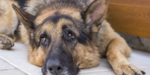 Delight at Veteran K-9 Dog’s ‘Tactical’ Way To Get Belly Rubs From Mom