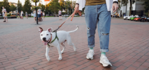 Dog’s Reaction After Owner Surprises Them During Walk Melts Hearts