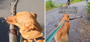 ‘Very Proud’ Dog Showing Strangers the Stick He Found Delights Internet