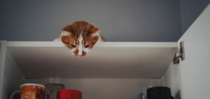 Woman Attempts To Cook Dinner, Discovers Two Eyes Watching From Above