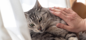 Hysterics as Woman Shares Attempt to Bond With Her ‘Unaffectionate Cat’