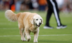 RIP Ben: Beloved College Football Dog Tragically Dies of Cancer