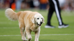 RIP Ben: Beloved College Football Dog Tragically Dies of Cancer