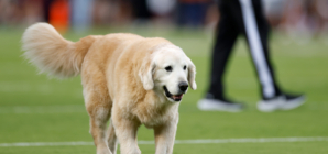 RIP Ben: Beloved College Football Dog Tragically Dies of Cancer