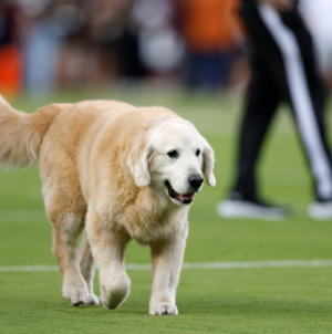 RIP Ben: Beloved College Football Dog Tragically Dies of Cancer