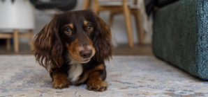 Dachshund Can Do One Facial Expression on Demand, Internet Obsessed