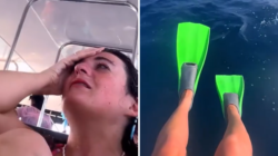 Snorkeler Channels Steve Irwin in Dream Encounter With Ocean Creatures