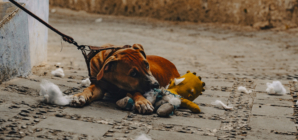 Dog Dumped on Streets With Nothing but ‘His Stuffy’ in Heartbreaking Clip