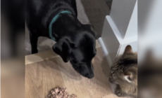 Owner Discovers Her Cat Has Become the Dog’s ‘Emotional Support Animal’