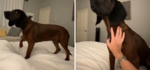 Hunting Dog Adorably Confused Over Mounted Deer Head: ‘Didn’t Understand’