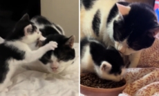 Hearts Melt Over Owner’s Elderly Cat Befriending New Kitten: ‘Mini Me’